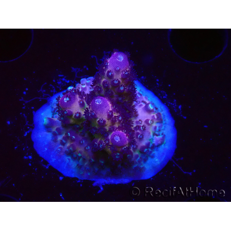 WYSIWYG RAH Acropora Rainbow Mango