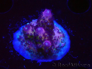 WYSIWYG RAH Acropora Rainbow Mango