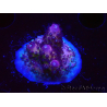 WYSIWYG RAH Acropora Rainbow Mango