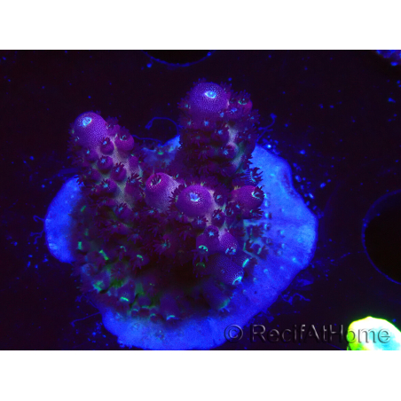 WYSIWYG RAH Acropora Rainbow Mango