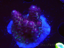 WYSIWYG RAH Acropora Rainbow Mango