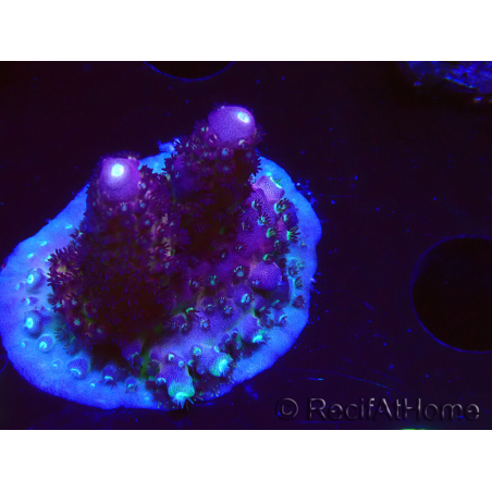 WYSIWYG RAH Acropora Rainbow Mango