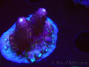 WYSIWYG RAH Acropora Rainbow Mango 5K5