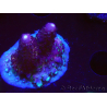 WYSIWYG RAH Acropora Rainbow Mango