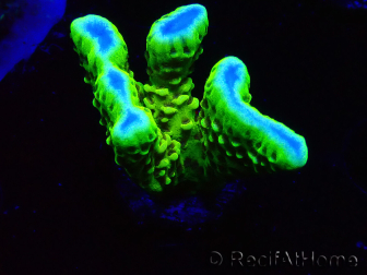 WYSIWYG - CB Incredible Hulk Montipora 5L6
