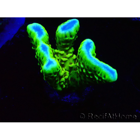 WYSIWYG - CB Incredible Hulk Montipora