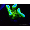 WYSIWYG - CB Incredible Hulk Montipora