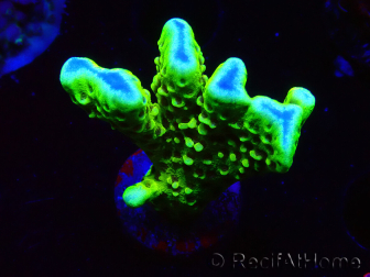 WYSIWYG - CB Incredible Hulk Montipora