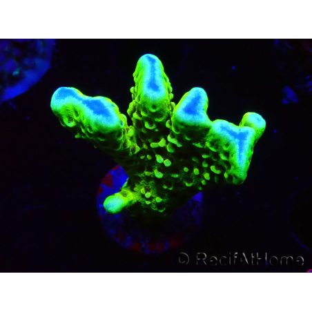 WYSIWYG - CB Incredible Hulk Montipora