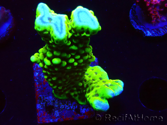 WYSIWYG - CB Incredible Hulk Montipora 5L9