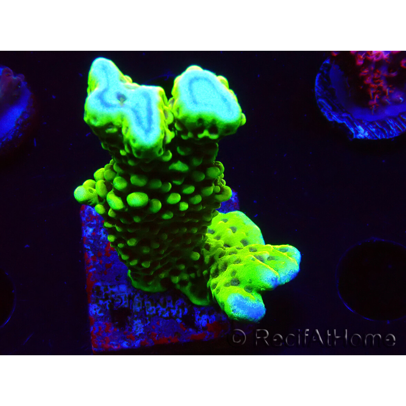 WYSIWYG - CB Incredible Hulk Montipora