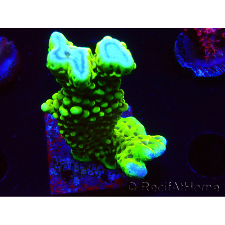 WYSIWYG - CB Incredible Hulk Montipora