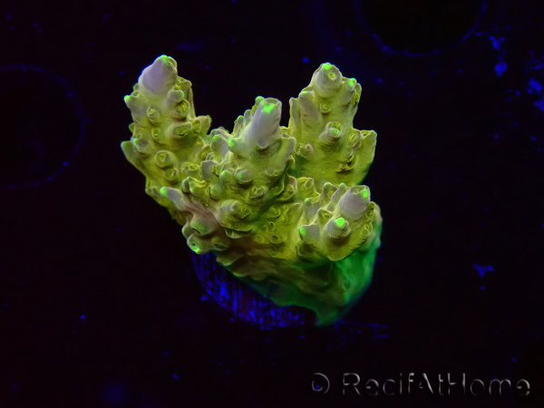WYSIWYG RAH Acropora Gold Finger 5N5
