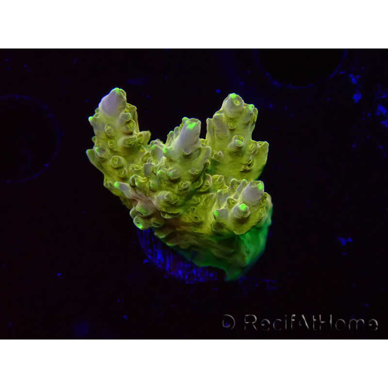 WYSIWYG RAH Acropora Dedo de Oro
