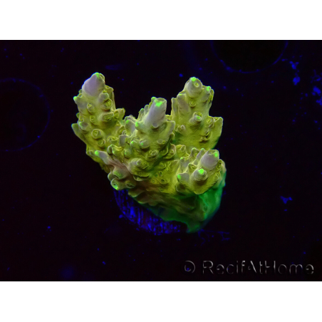 WYSIWYG RAH Acropora Dedo de Oro