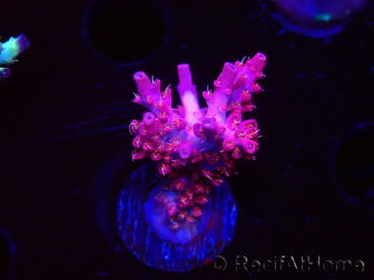WYSIWYG RAH Acropora Flamingo Fury