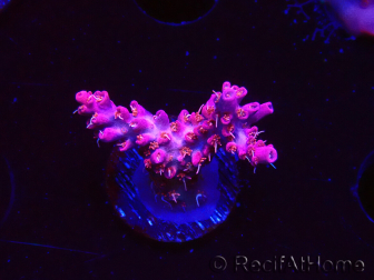 WYSIWYG RAH Acropora Flamingo Fury 5N7