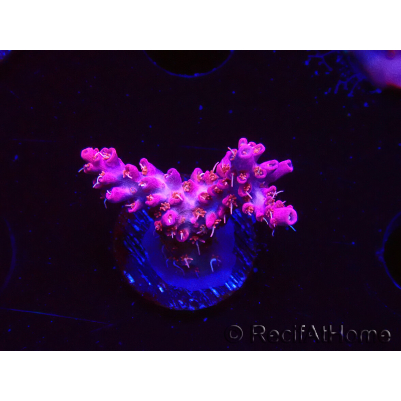 WYSIWYG RAH Acropora Flamingo Fury 5N7