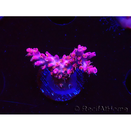 WYSIWYG RAH Acropora Flamingo Fury 5N7