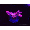 WYSIWYG RAH Acropora Flamingo Fury 5N7