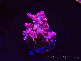 WYSIWYG RAH Acropora Flamingo Fury 5N8