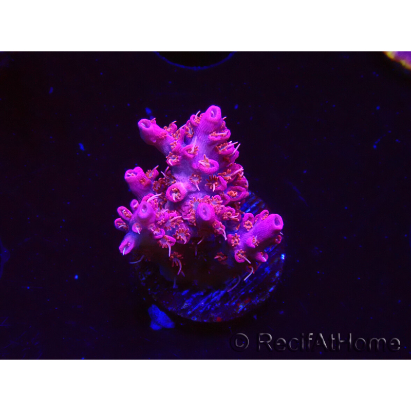 WYSIWYG RAH Acropora Flamingo Fury