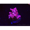 WYSIWYG RAH Acropora Flamingo Fury
