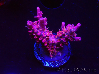 WYSIWYG RAH Acropora Flamingo Fury 5N9