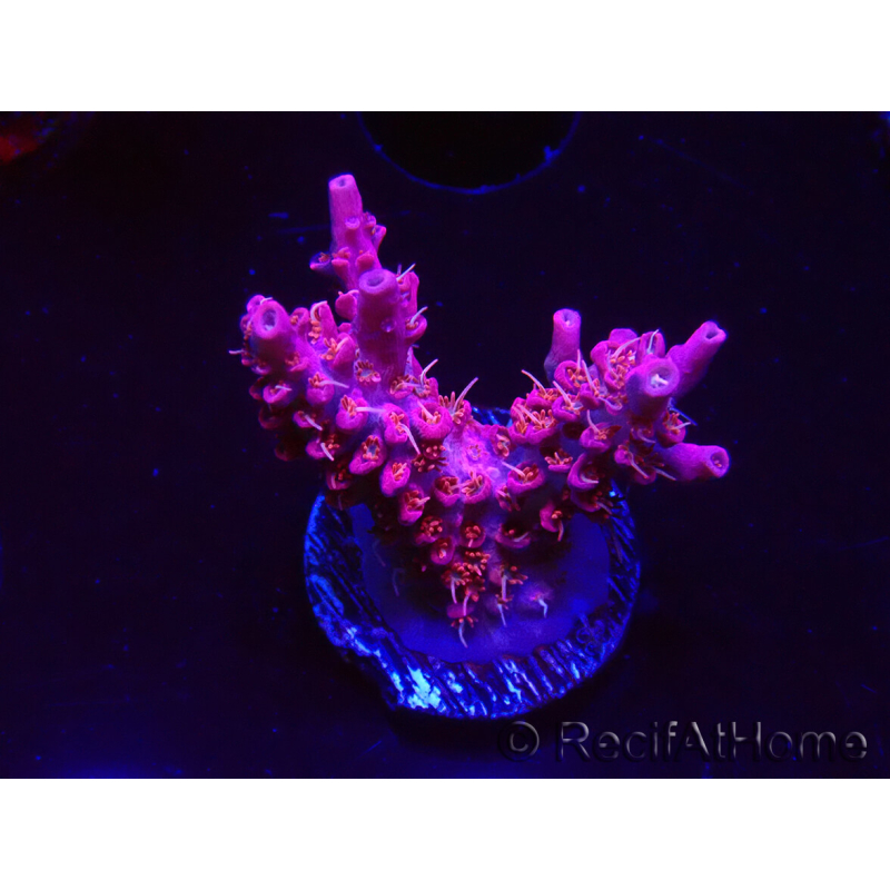 WYSIWYG RAH Acropora Flamingo Fury 5N9