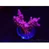 WYSIWYG RAH Acropora Flamingo Fury