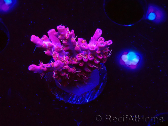 WYSIWYG RAH Acropora Flamingo Fury 5N10