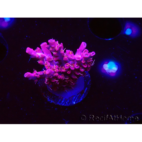 WYSIWYG RAH Acropora Flamingo Fury