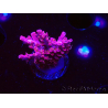 WYSIWYG RAH Acropora Flamingo Fury