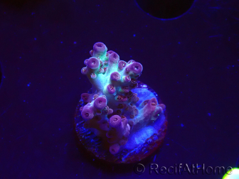 WYSIWYG RAH Acropora Pandora Fiji
