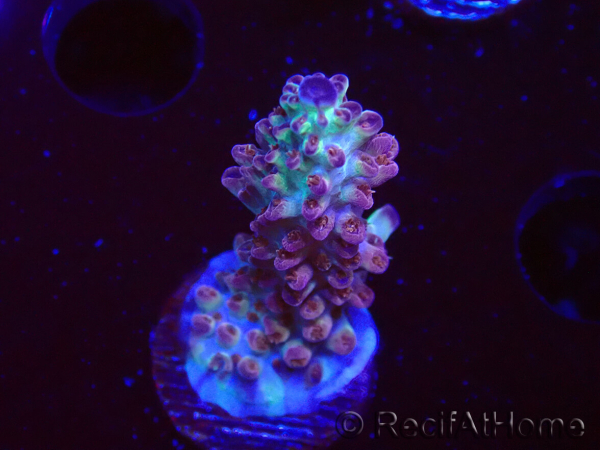 WYSIWYG RAH Acropora Pandora Fiji
