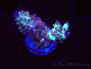 WYSIWYG RAH Acropora Pandora Fiji