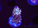 WYSIWYG RAH Acropora Pandora Fiji
