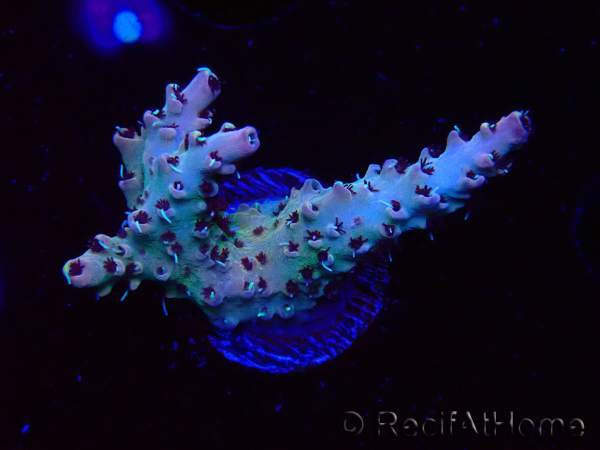 WYSIWYG RAH Acropora Basilisk