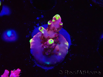 WYSIWYG JF Acropora Fox Flame