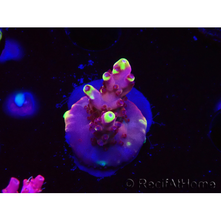 WYSIWYG JF Acropora Fox Flame