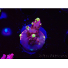 WYSIWYG JF Acropora Fox Flame