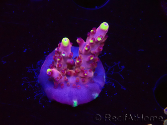 WYSIWYG JF Acropora Fox Flame