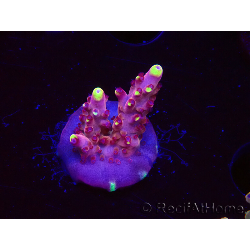 WYSIWYG JF Acropora Fox Flame