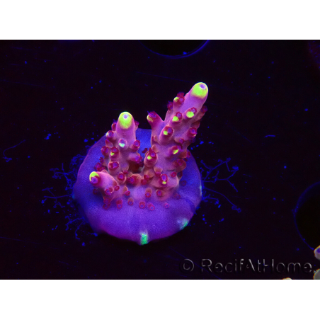 WYSIWYG JF Acropora Fox Flame