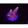 WYSIWYG JF Acropora Fox Flame