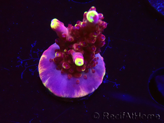 WYSIWYG JF Acropora Fox Flame