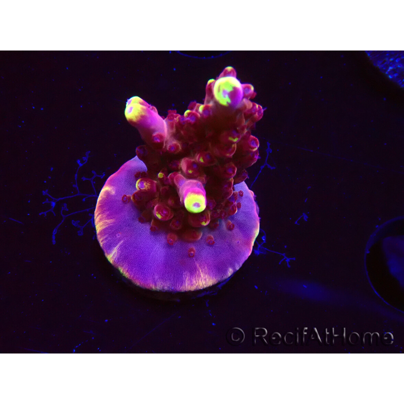 WYSIWYG JF Acropora Fox Flame