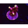 WYSIWYG JF Acropora Fox Flame