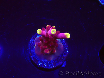 WYSIWYG JF Acropora Fox Flame 5O7