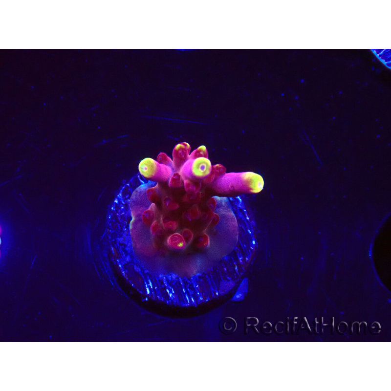 WYSIWYG JF Acropora Fox Flame